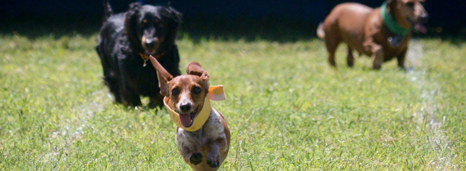 cropped-Lodsworth-Dog-Races.jpg